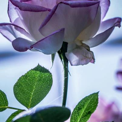 74635_597160946966125_1165820476_n