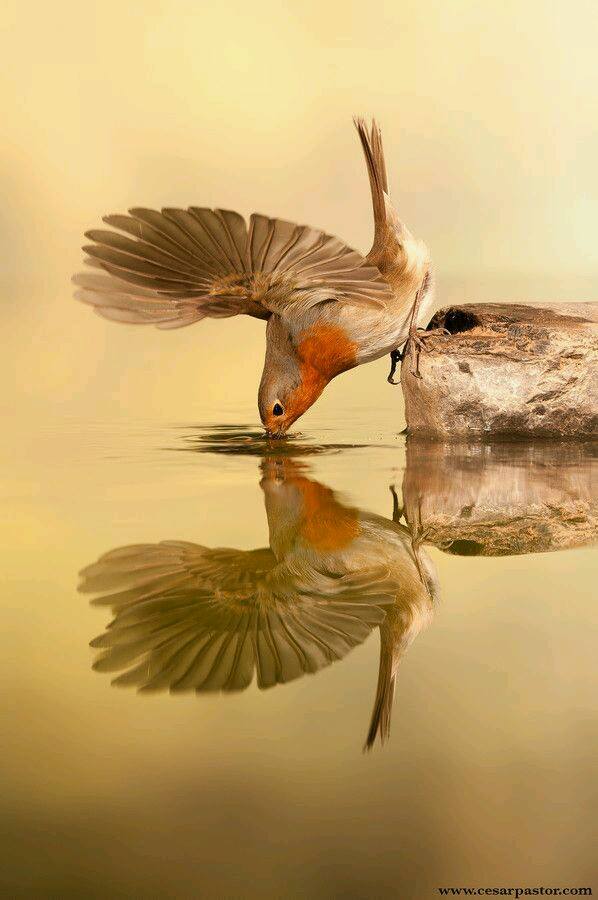 11960238_985462121486087_8058375371349535424_n