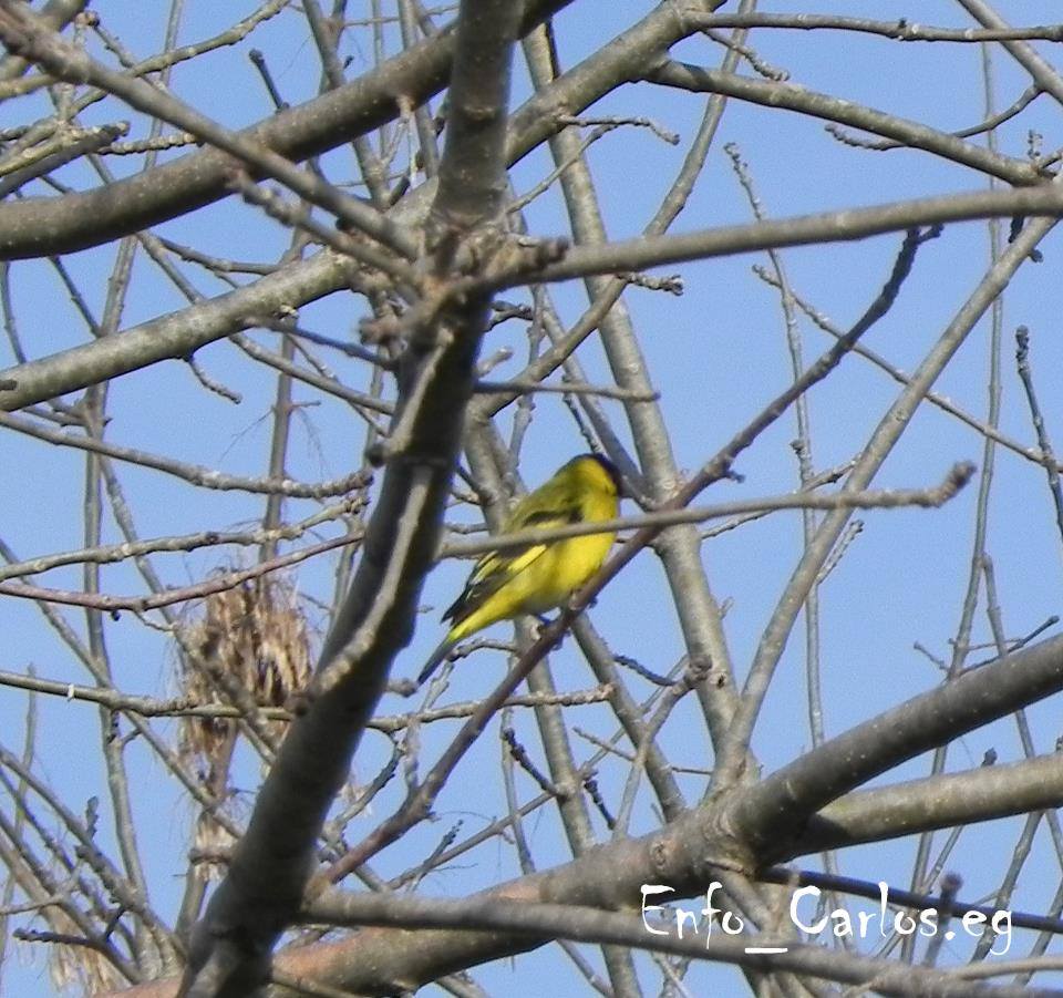 600551_4314385677453_297437238_n