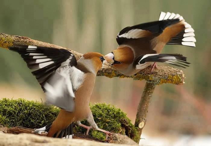 1011188_585290948169875_2143020629_n